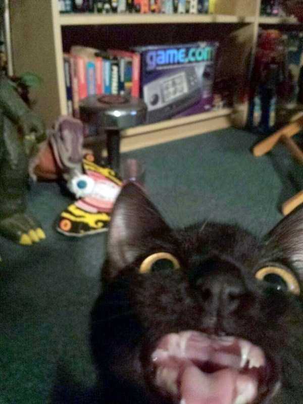 40 Entertaining Pics of Cute Cats (40 photos)