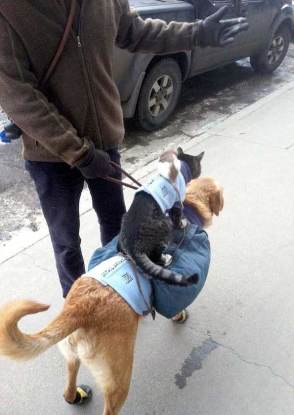 40 Entertaining Pics of Cute Cats (40 photos)