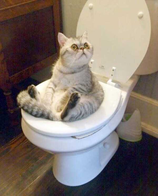 40 Entertaining Pics of Cute Cats (40 photos)