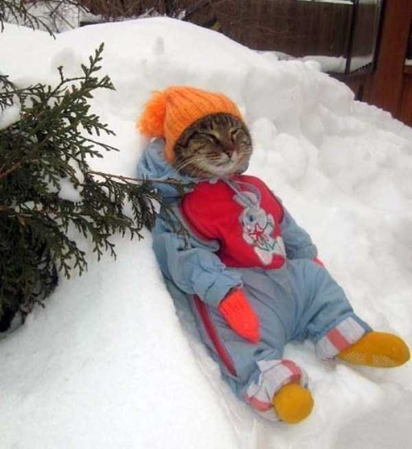 40 Entertaining Pics of Cute Cats (40 photos)