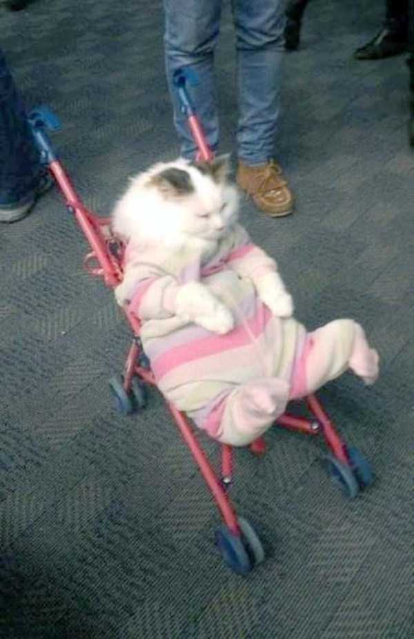 40 Entertaining Pics of Cute Cats (40 photos)