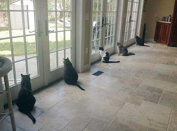 40 Entertaining Pics of Cute Cats (40 photos)