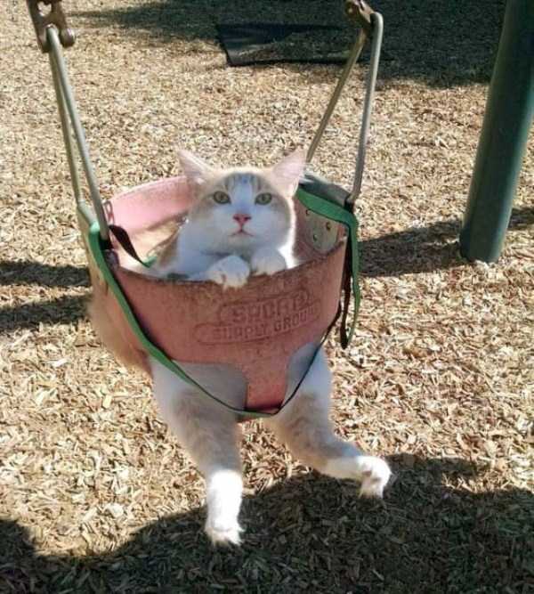 40 Entertaining Pics of Cute Cats (40 photos)