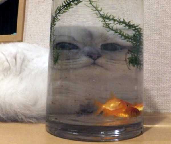 40 Entertaining Pics of Cute Cats (40 photos)