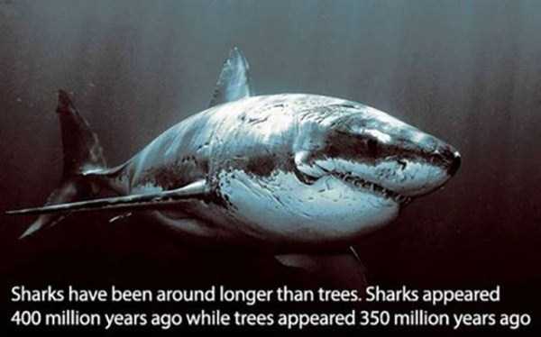 It’s Time for Some Cool and Interesting Facts – Part 16 (31 photos)