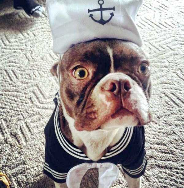 Pets Who Are Eagerly Waiting For Halloween To Come (20 photos)