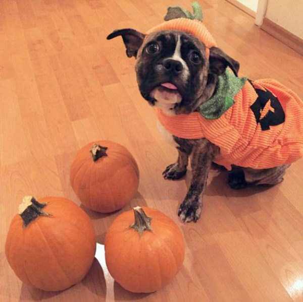 Pets Who Are Eagerly Waiting For Halloween To Come (20 photos)