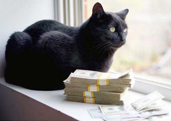 Cats Who Are Richer Than You Can Imagine (30 photos)