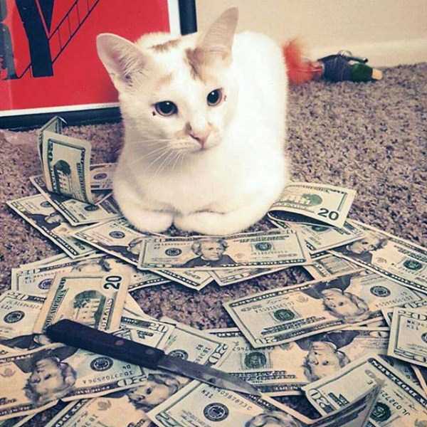 Cats Who Are Richer Than You Can Imagine (30 photos)