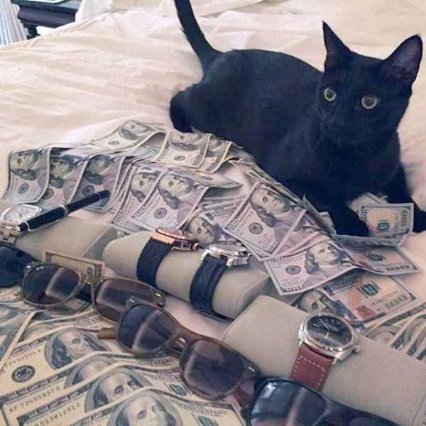 Cats Who Are Richer Than You Can Imagine (30 photos)