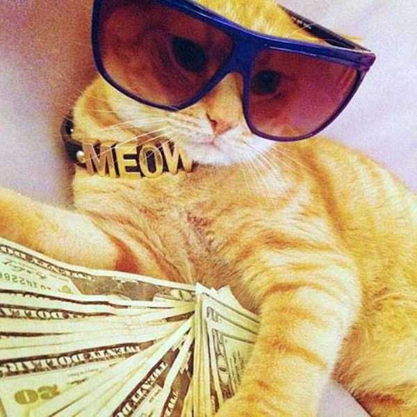 Cats Who Are Richer Than You Can Imagine (30 photos)