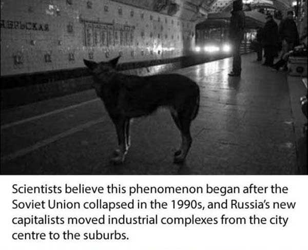 Smart Stray Dogs of the Moscow Subway (11 photos)