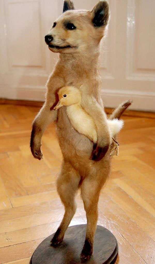 taxidermy fails 12 Taxidermy Gone Awfully Wrong (34 photos)