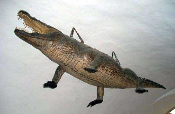 taxidermy fails 14 Taxidermy Gone Awfully Wrong (34 photos)