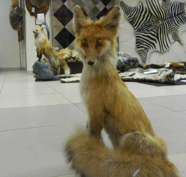 taxidermy fails 18 Taxidermy Gone Awfully Wrong (34 photos)