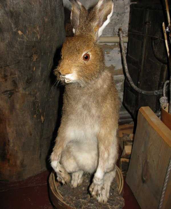 taxidermy fails 24 Taxidermy Gone Awfully Wrong (34 photos)