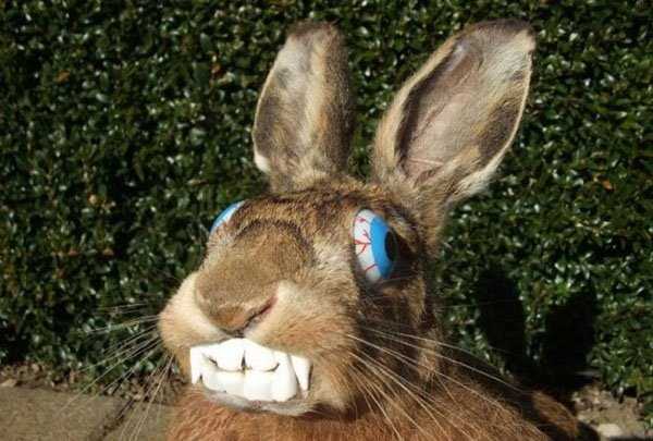 taxidermy fails 27 Taxidermy Gone Awfully Wrong (34 photos)