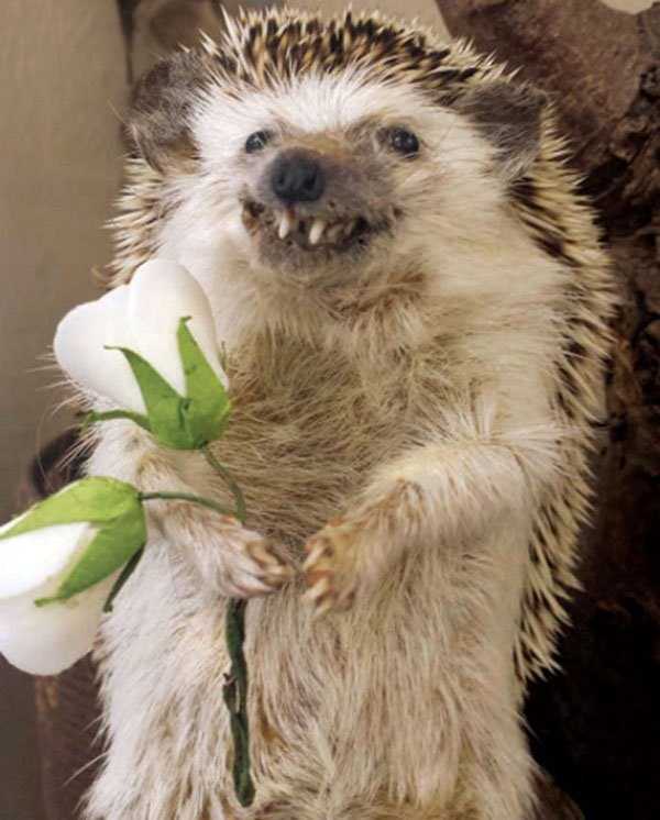 taxidermy fails 32 Taxidermy Gone Awfully Wrong (34 photos)