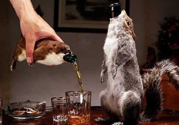 taxidermy fails 7 Taxidermy Gone Awfully Wrong (34 photos)