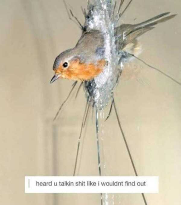 60 Pics Improved With Funny Captions (60 photos)