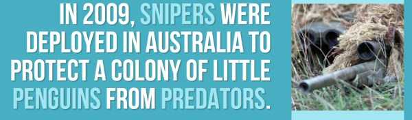 A Few Lesser Known Facts About Australia (37 photos)