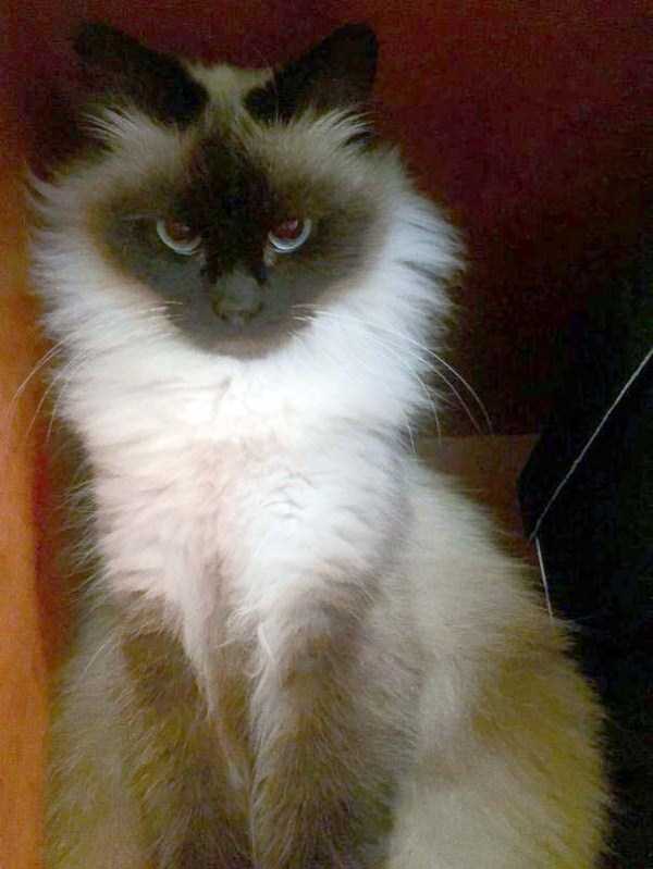 A Bunch of Adorable Fluffy Cats (100 photos)