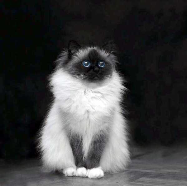 A Bunch of Adorable Fluffy Cats (100 photos)