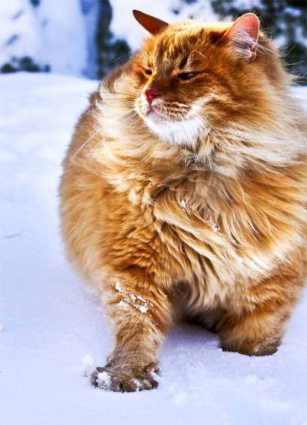 A Bunch of Adorable Fluffy Cats (100 photos)