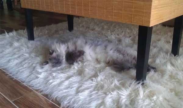 A Bunch of Adorable Fluffy Cats (100 photos)