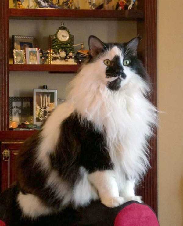 A Bunch of Adorable Fluffy Cats (100 photos)