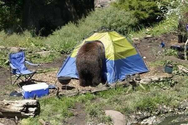 50 Funny Camping Pictures (50 photos)