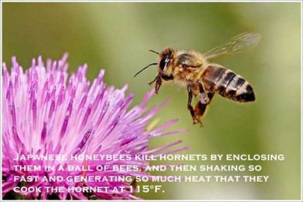 It’s Time for Some Cool and Interesting Facts – Part 27 (23 photos)