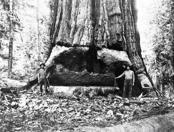 old american loggers 10