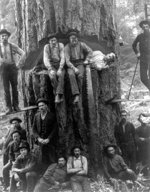 old american loggers 13