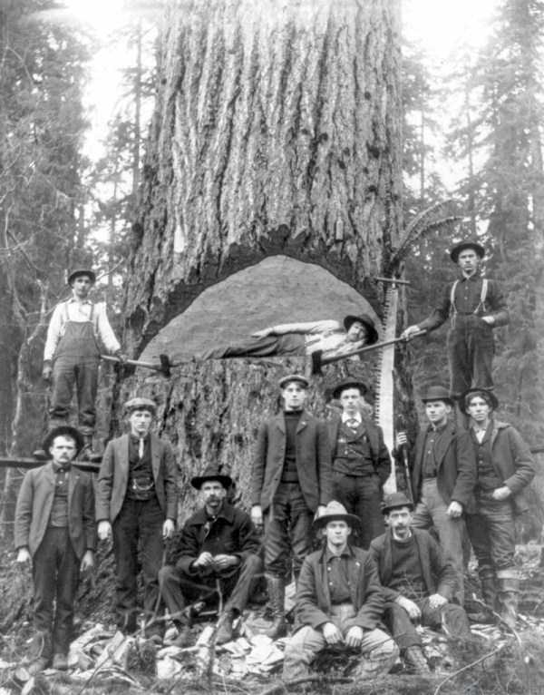 old american loggers 16