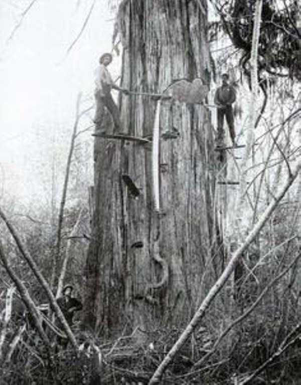 old american loggers 2