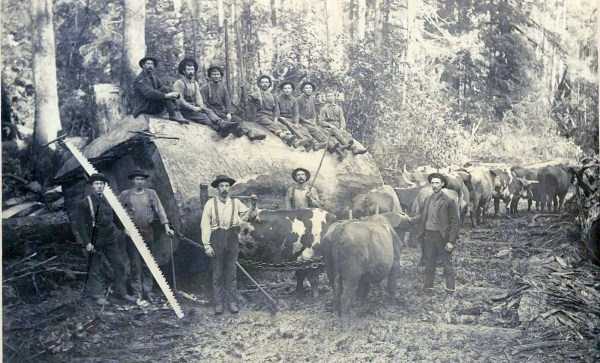American Loggers 100 Years Ago (26 photos)
