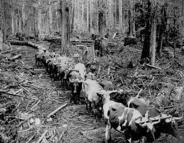 American Loggers 100 Years Ago (26 photos)