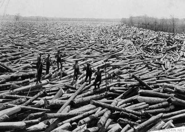American Loggers 100 Years Ago (26 photos)