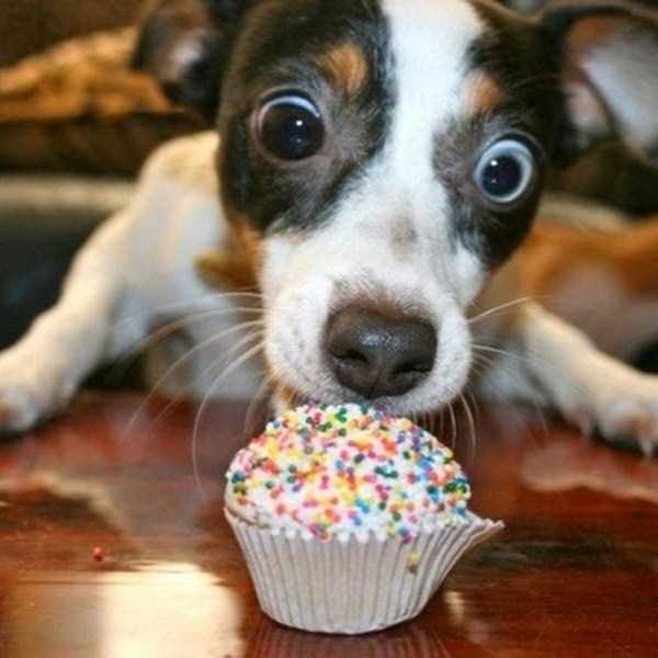 25 Funny Pictures of Pets Celebrating Their Birthdays (25 photos)
