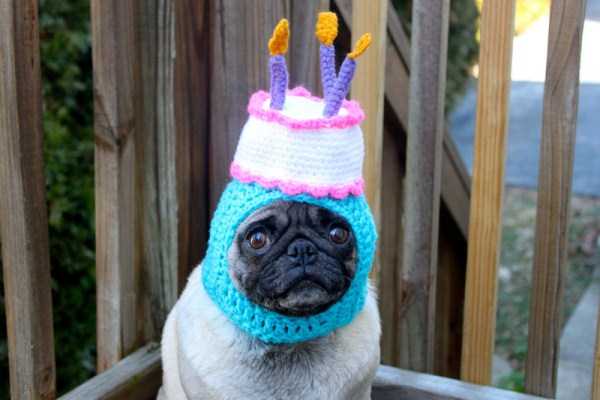 25 Funny Pictures of Pets Celebrating Their Birthdays (25 photos)