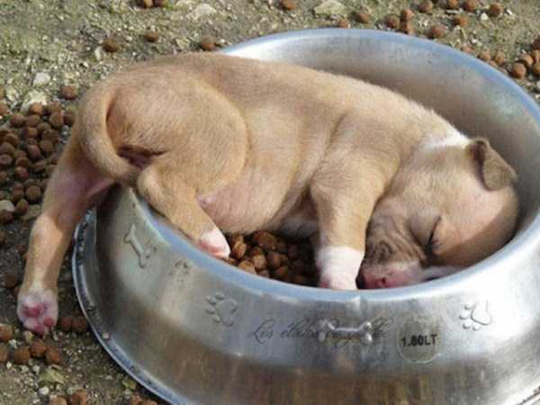 funny dogs sleeping anywhere 10
