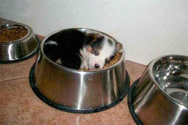funny dogs sleeping anywhere 11