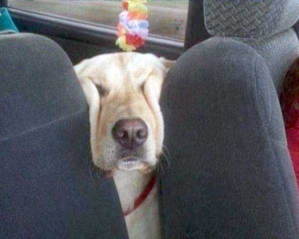funny dogs sleeping anywhere 13