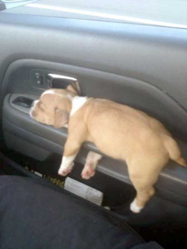 funny dogs sleeping anywhere 15