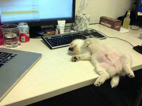 funny dogs sleeping anywhere 17