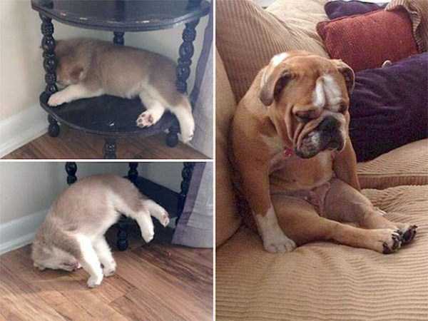 funny dogs sleeping anywhere 20