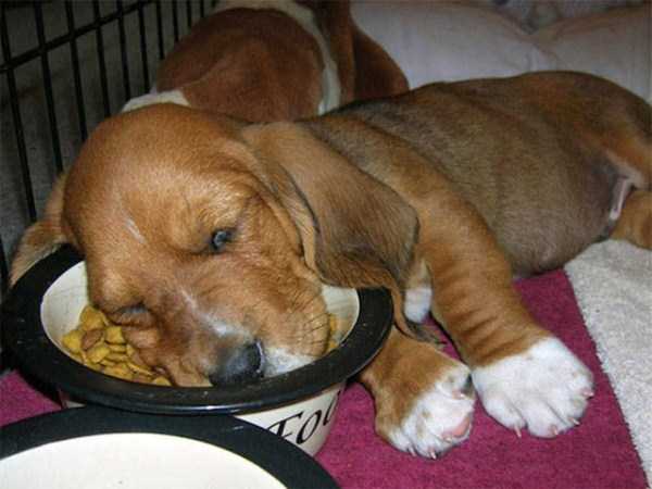 funny dogs sleeping anywhere 26