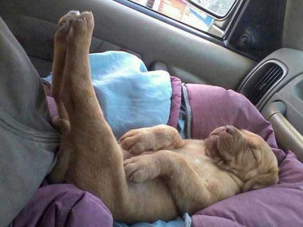 funny dogs sleeping anywhere 27
