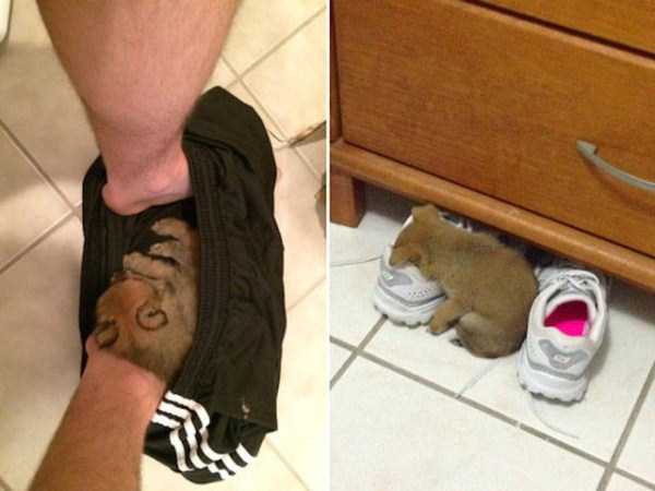 Dogs Can Fall Asleep Almost Anywhere (40 photos)